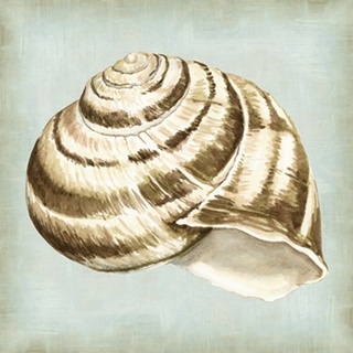 Sea Dream Shells I