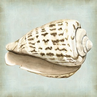 Sea Dream Shells II