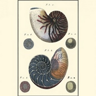 Sea Shells VI