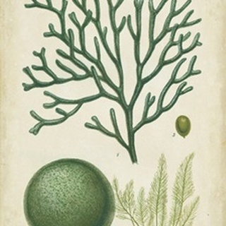 Seaweed Specimen in Green IV