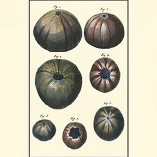 Sea Shells IV