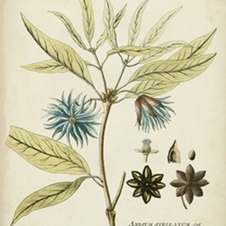 Eloquent Botanical III