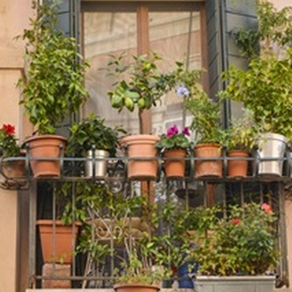 Italian Window Flowers III