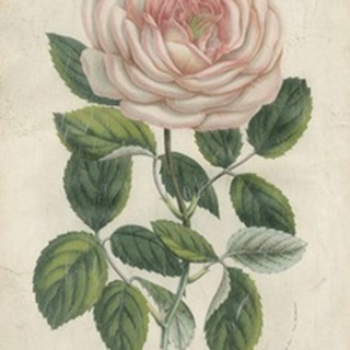 Van Houtte Pink Rose