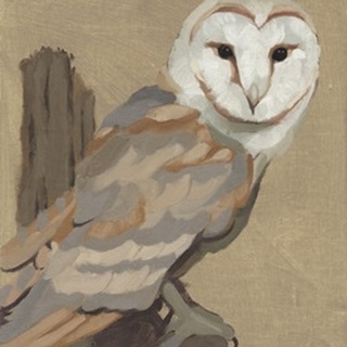 Common Barn Owl Portrait I