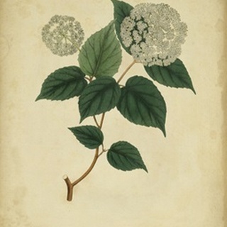 Engelmann Botanical VI