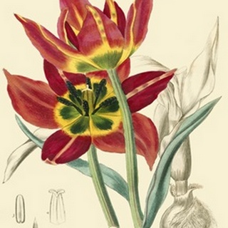 Elegant Tulips I