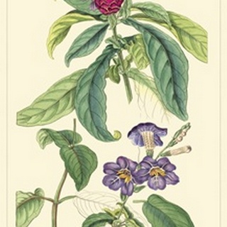 Dietrich Botanical III