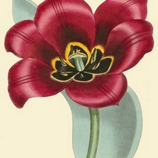 Elegant Tulips IV