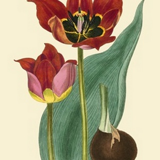 Elegant Tulips II