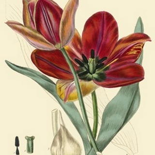 Elegant Tulips V