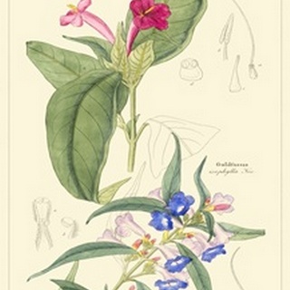 Dietrich Botanical IV