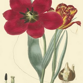 Elegant Tulips VI