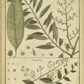 Diderot Antique Ferns I