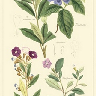 Dietrich Botanical I