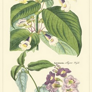 Dietrich Botanical II