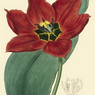 Elegant Tulips III