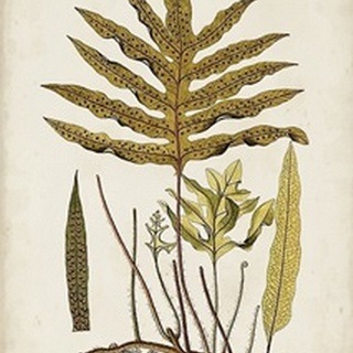 Fern Botanical I