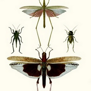 Entomology Series VI