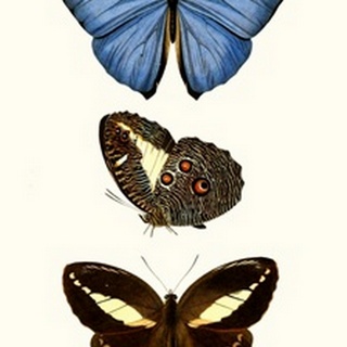 Entomology Series VIII