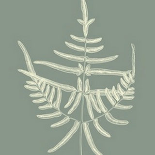 Ferns on Sage I