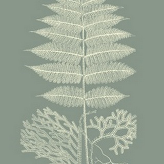 Ferns on Sage V