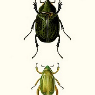 Entomology Series IV
