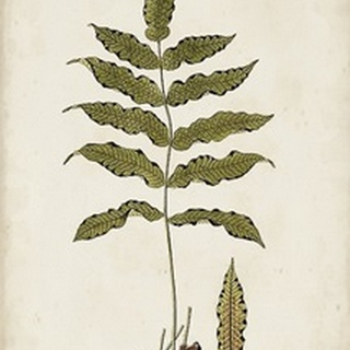 Fern Botanical III