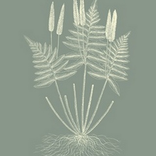 Ferns on Sage VII