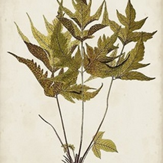 Fern Botanical II