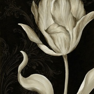 Classical Tulip II