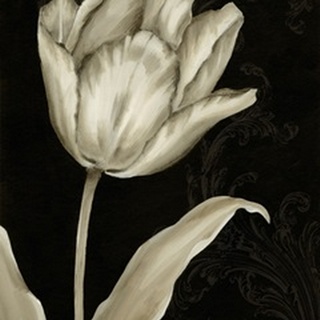 Classical Tulip I