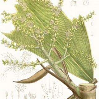 Palm Melange III