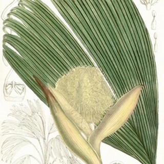 Palm Melange II