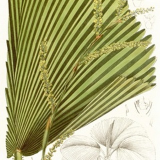 Palm Melange I