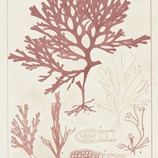 Antique Coral Seaweed II