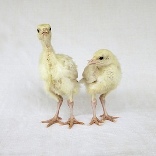 Turkey Chicks II