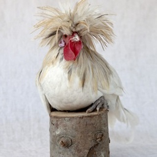 Rod the Rooster II