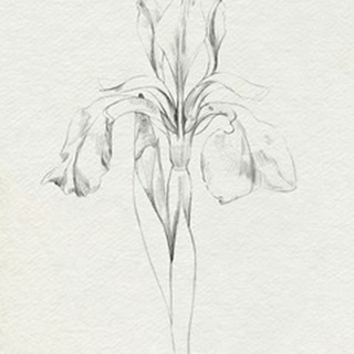 Neutral Iris Sketch I