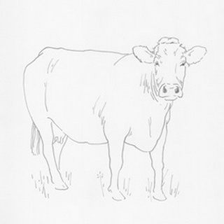 Limousin Cattle III