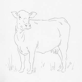 Limousin Cattle II