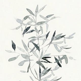 Delicate Sage Botanical VI