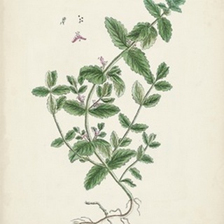 Antique Herbs IX