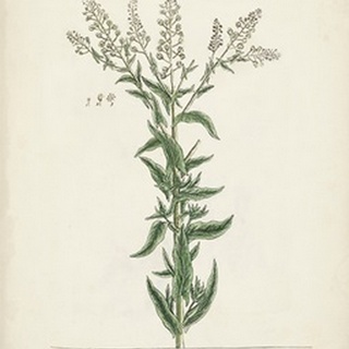 Antique Herbs IV