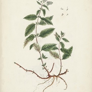 Antique Herbs VII