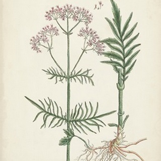 Antique Herbs I