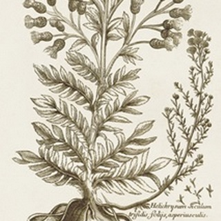 Sepia Botanical Journal I