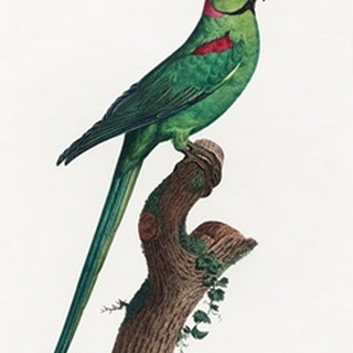 Levaillant Parrot VII