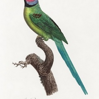 Levaillant Parrot VIII