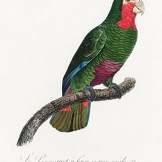 Levaillant Parrot V